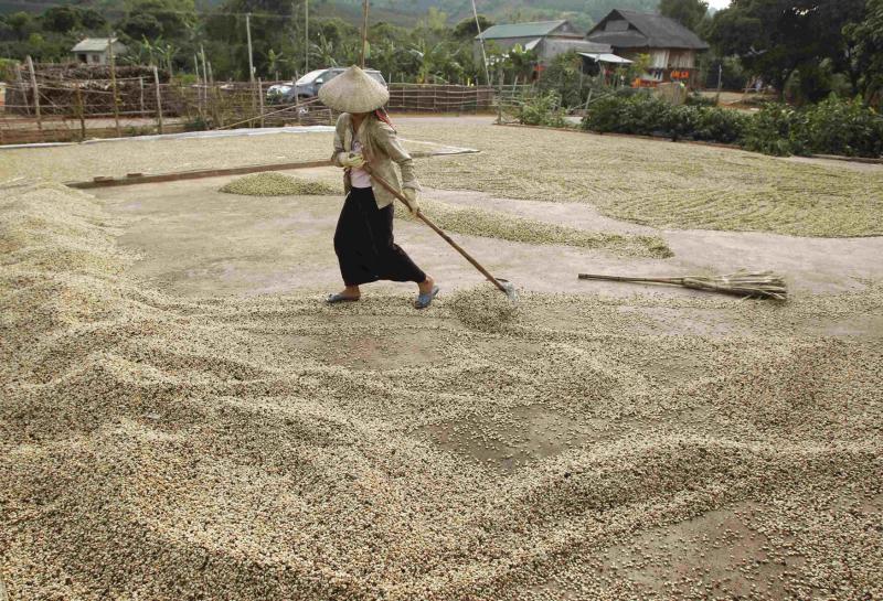 A woman rakes coffee beans while drying them at her house in Son La province, Vietnam. (Photo: Reuters)