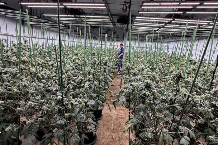 Vietnamese men caught growing weed