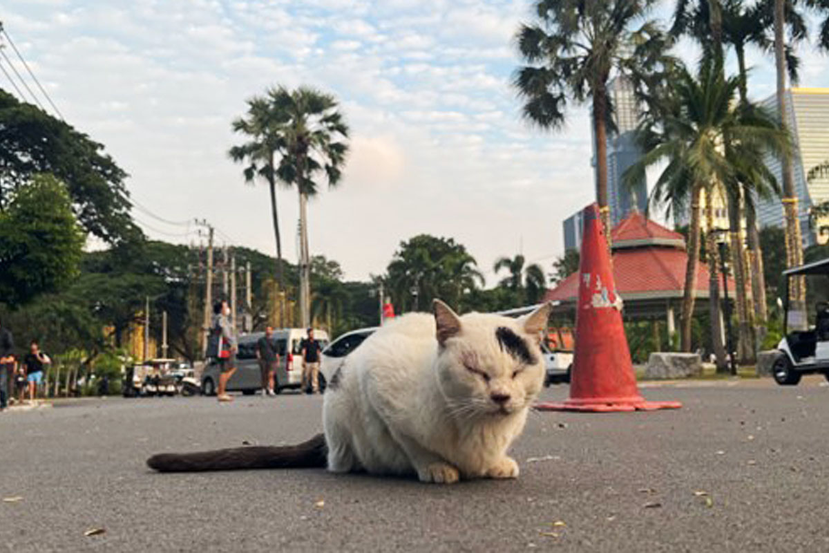 Lumphini Park: where cats and nature bring joy to Bangkokian hearts