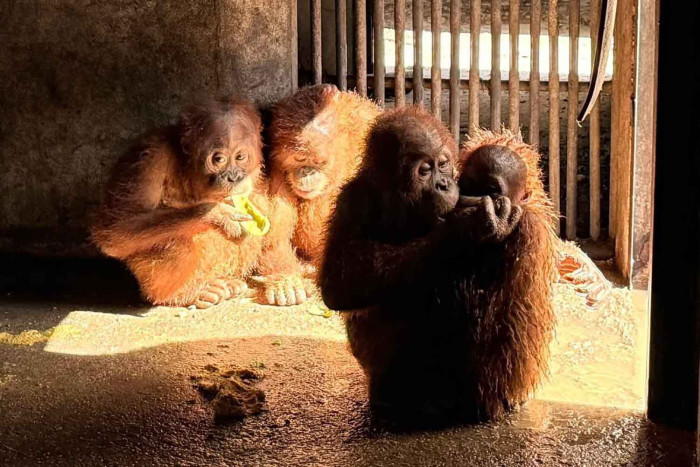 4 orangutans set to return home on Tuesday