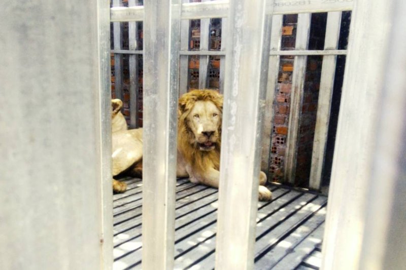 One of the two lions found in cages inside the now-abandoned Cambodian casino opposite the Thai Trat border. (Photo: Department of National Parks, Wildlife and Plant Conservation)