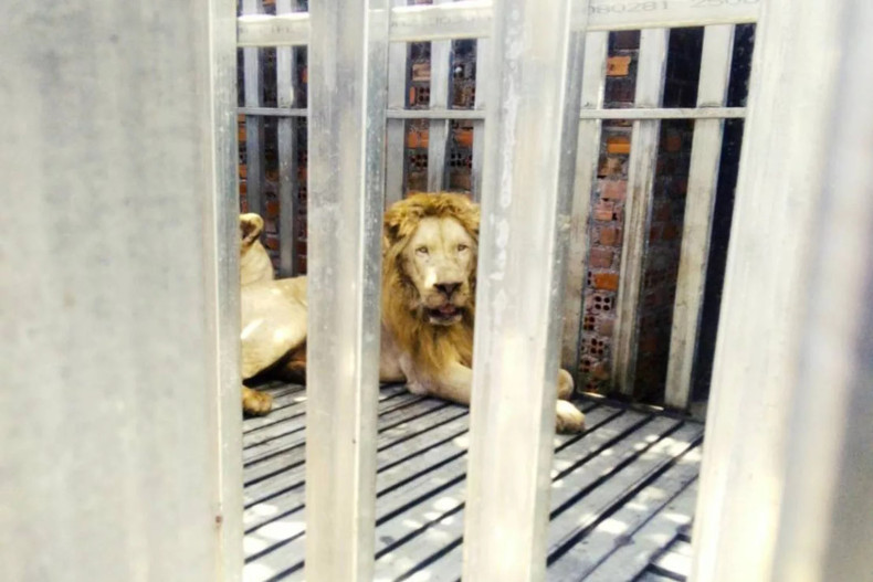 Starving lions, bears found caged in abandoned Cambodian casino