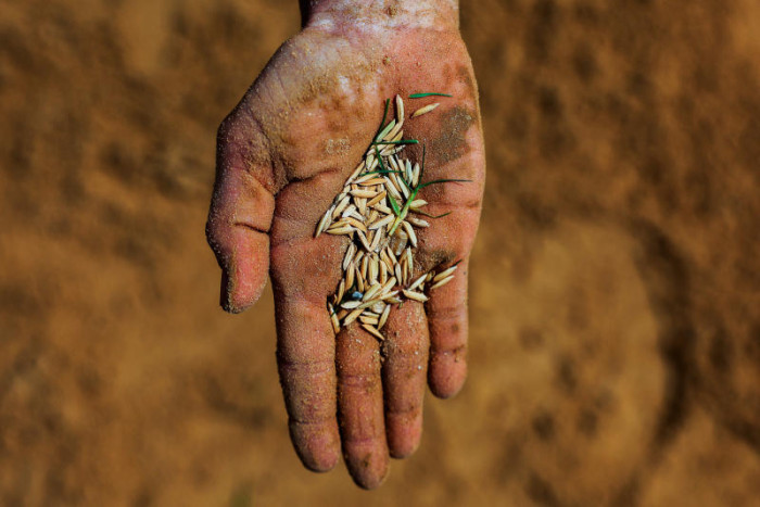 Thai rice exports may fall as much as 12.5% in 2026 as baht bites