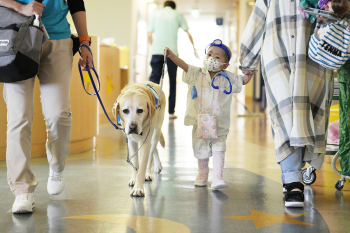 Japan's hospital dogs bring moments of normalcy to seriously ill children