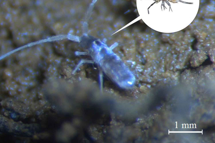 New cave-dwelling springtail identified