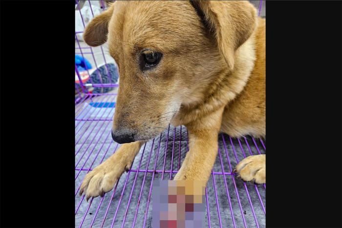 Hong Kong shelter saves 351 animals in 6 months as trapping, smuggling cases surge