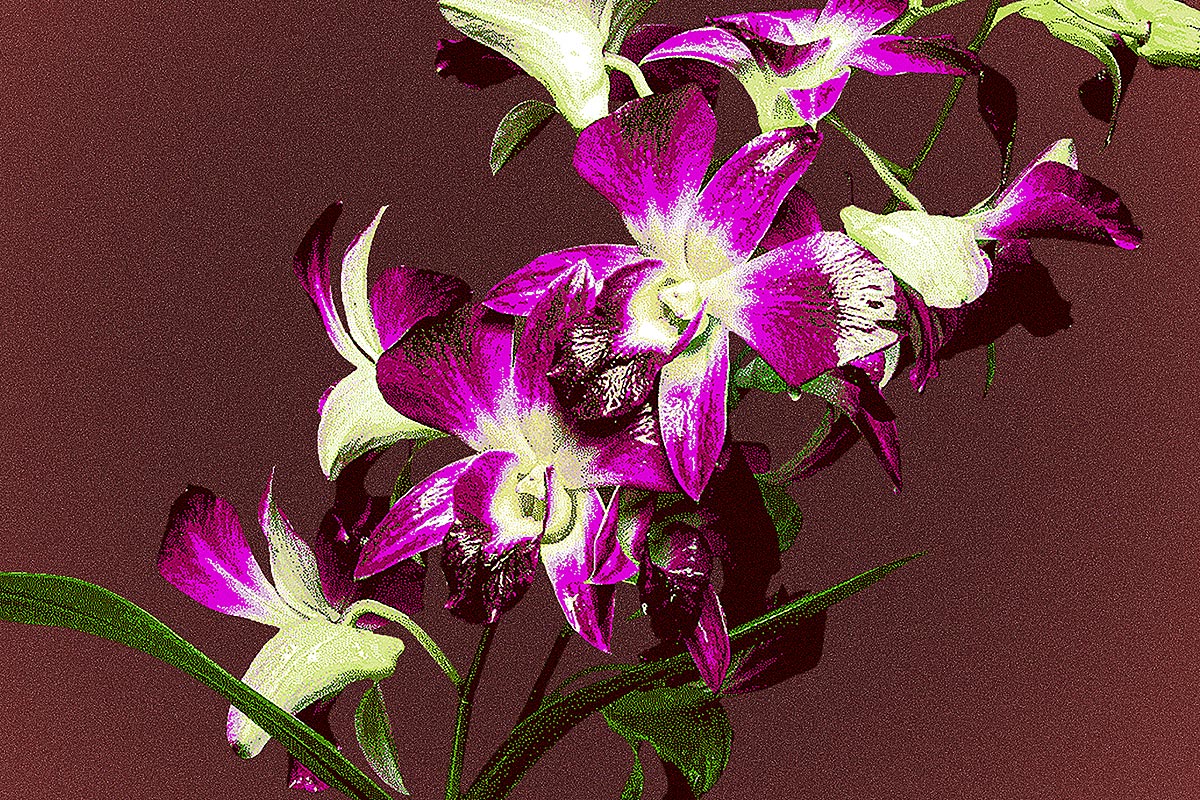SAC Gallery presents a tale of two orchids