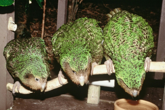 New Zealand's rare flightless parrot breeds again