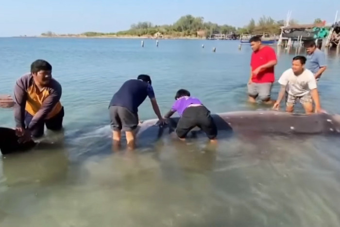 Dead whale marks 1st seen in Thai waters