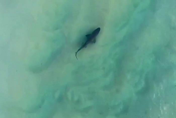 Australia shuts dozens of east coast beaches after shark attacks