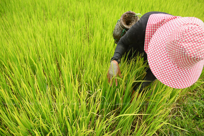 Rice exports beat 2025 goal on strong year-end demand