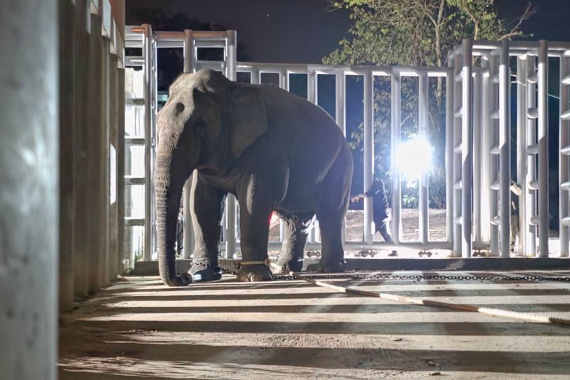 Si Daw Kaew arrives at its new home — the Chong Klam Bon Wildlife Breeding Station — for behaviour training in Sa Kaeo on Thursday morning. (Photo supplied)