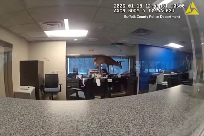 Police restrain deer after it breaks into New York bank
