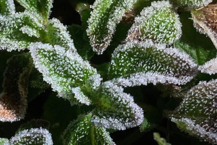 Frost on Doi Inthanon, temperature drops to 1&deg;C