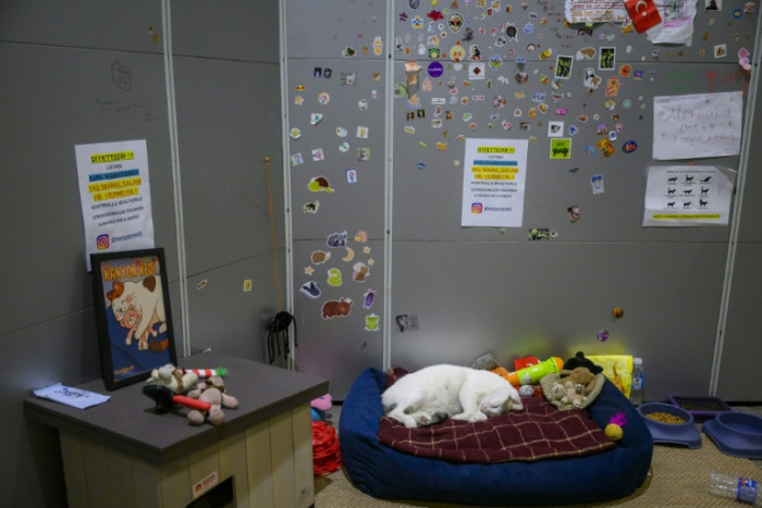 Living like sultans: Istanbul's pampered street cats