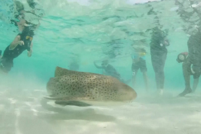 Thailand releases bred leopard sharks to boost wild population