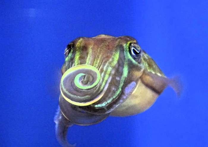 Cuttlefish dazzle mates with light patterns invisible to humans