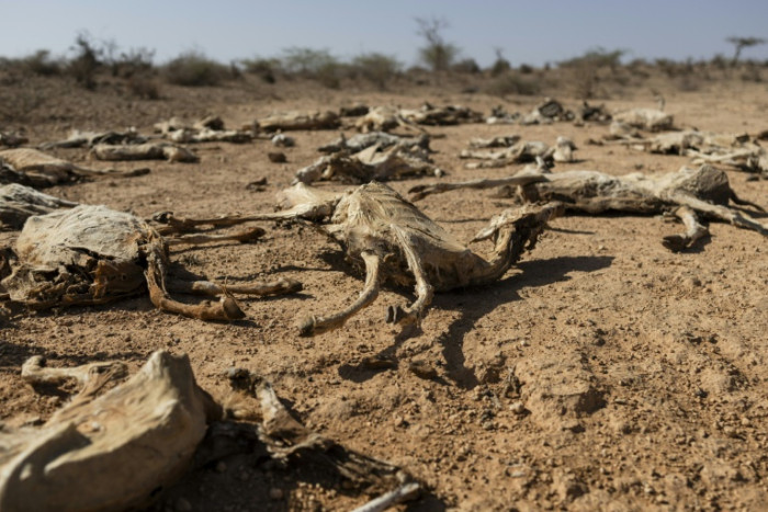 ‘Our children are next’: Kenyans in fear as drought wipes out livestock