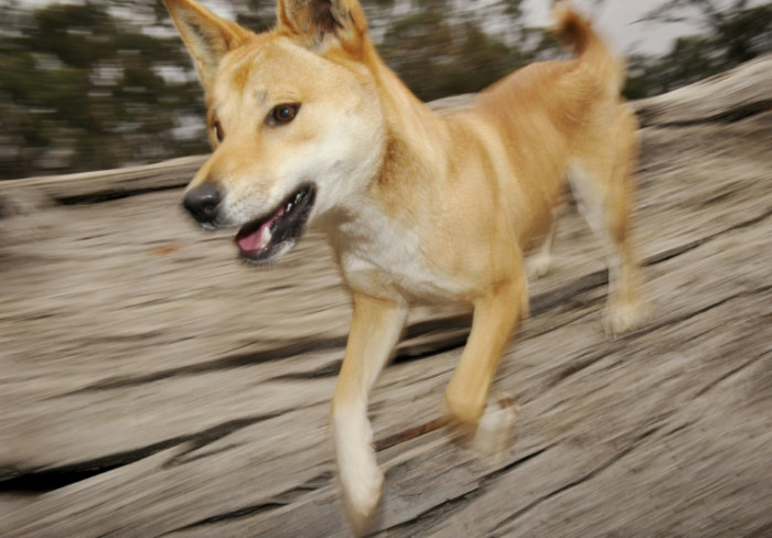 Backlash as Australia kills dingoes after backpacker death