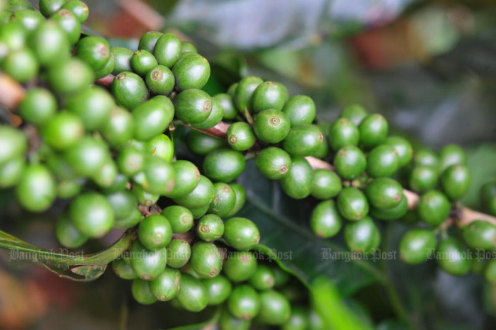 Vietnam police seize tonnes of fake coffee products made from soybeans