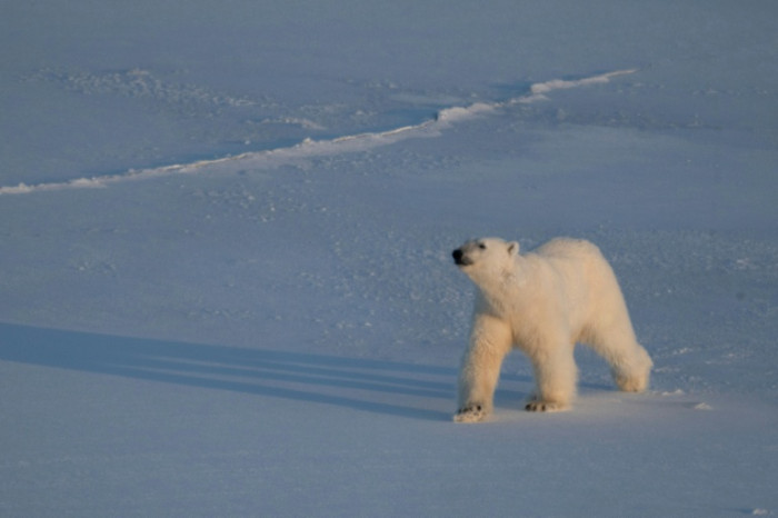 Polar bears bulk up despite melting Norwegian Arctic: study