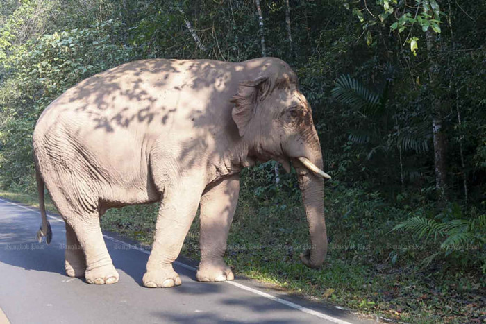 Elephants get birth control