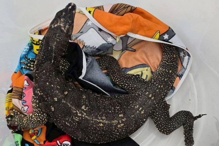 Live monitor lizard, ricefield rat found in baggage arriving from Philippines