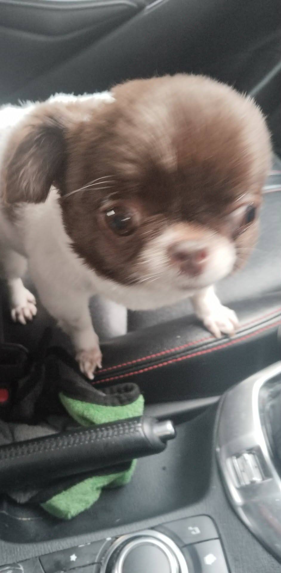 The adorable passenger. (Photo: Selling Palm Oil)