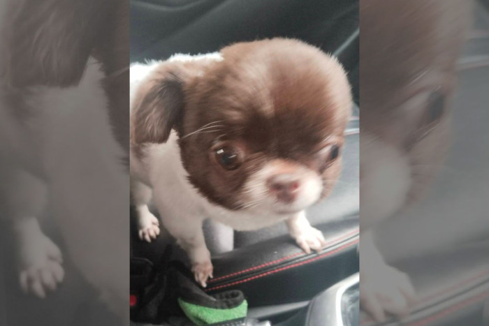 Driver wants '10 more jobs like this' after adorable delivery