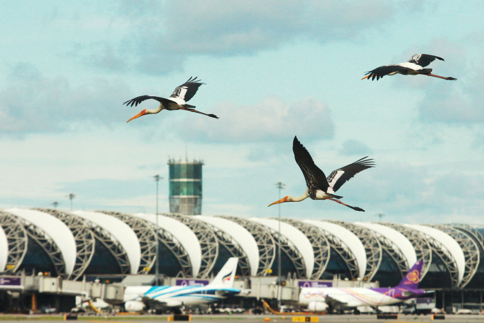 Ten species flagged as birdstrike threat to flights in Thailand