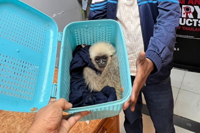 Wildlife smuggler caught at Suvarnabhumi Airport
