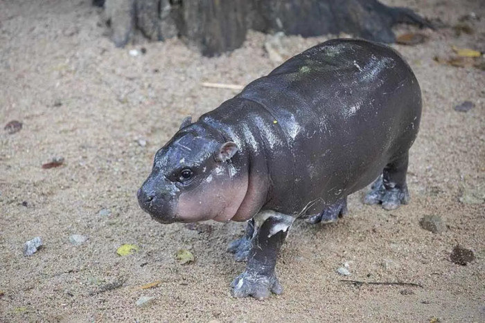 Zoo clarifies welfare of Moo Deng