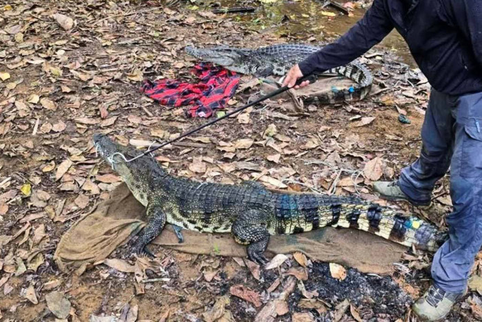 Critically endangered Siamese crocodiles released into Thai river