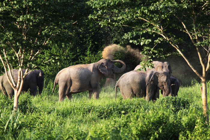 Park tackles jumbo scourge