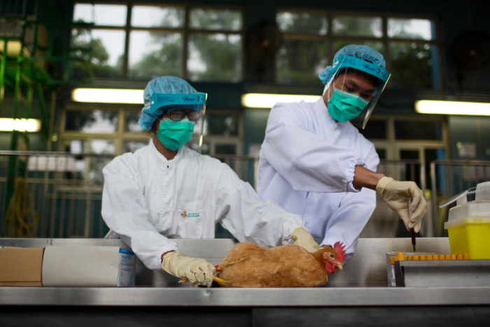 Bird flu outbreaks in Japan, Denmark trigger Hong Kong poultry bans
