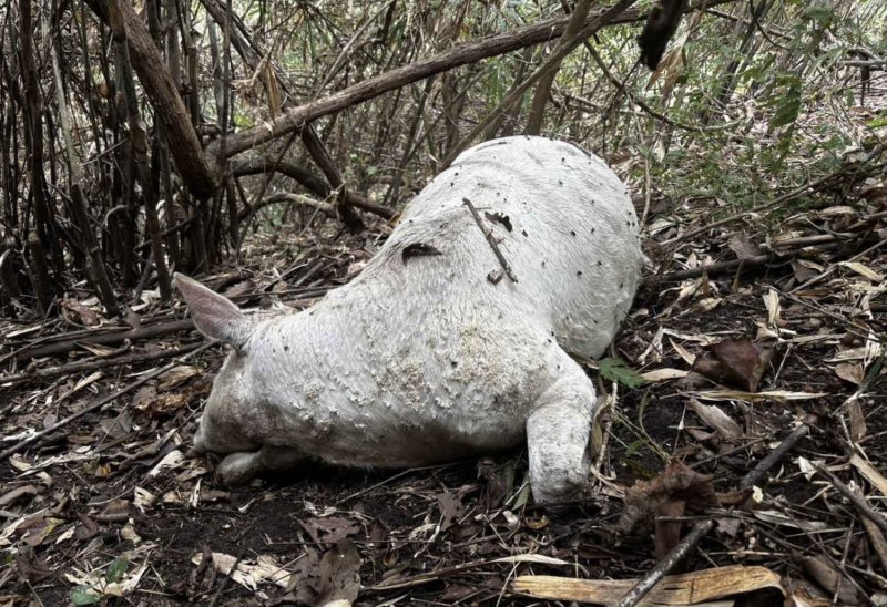 One of the cow carcasses found near Doi Inthanon in tambon Ban Luang of Chom Thong district in Chiang Mai. (Photo: Department of National Parks, Wildlife and Plant Conversation)