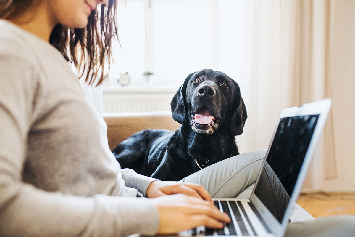 The rise of the pet-first city