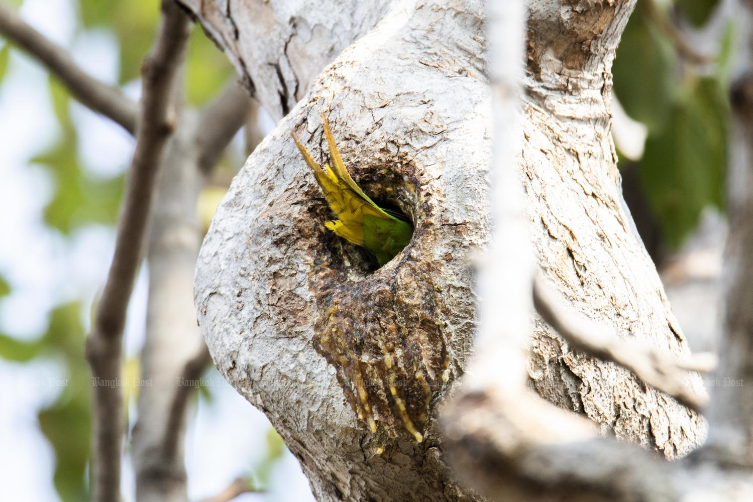 Local action protects critically endangered bird species