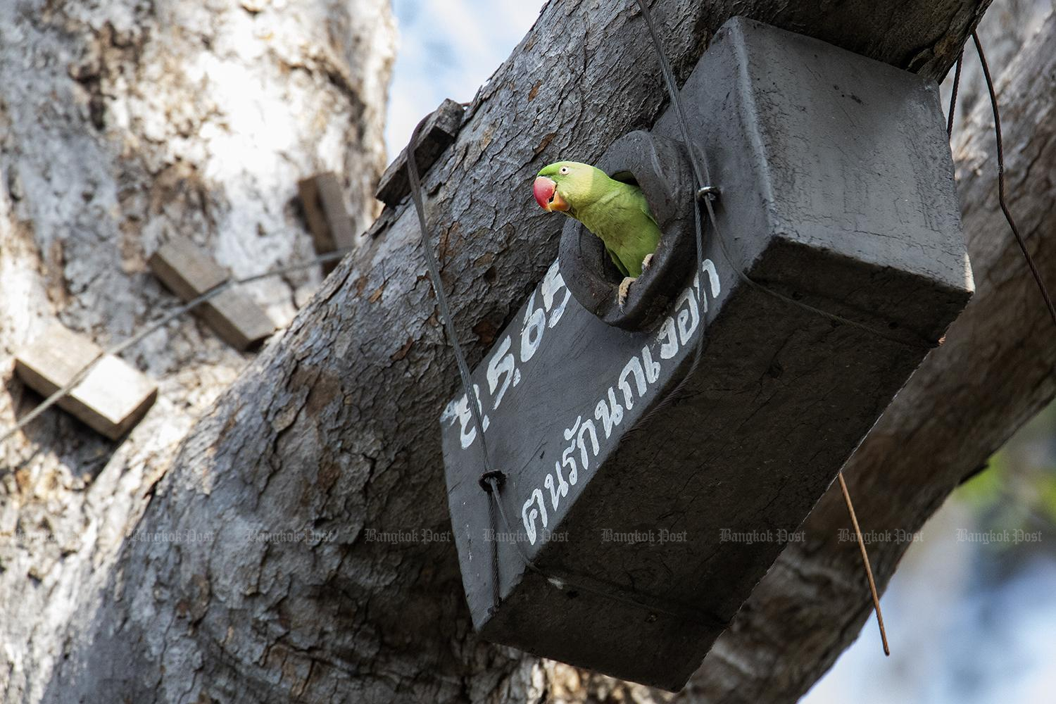 Local action protects critically endangered bird species