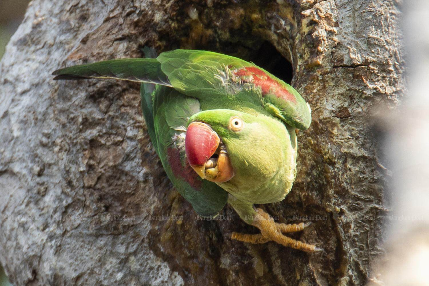 Local action protects critically endangered bird species