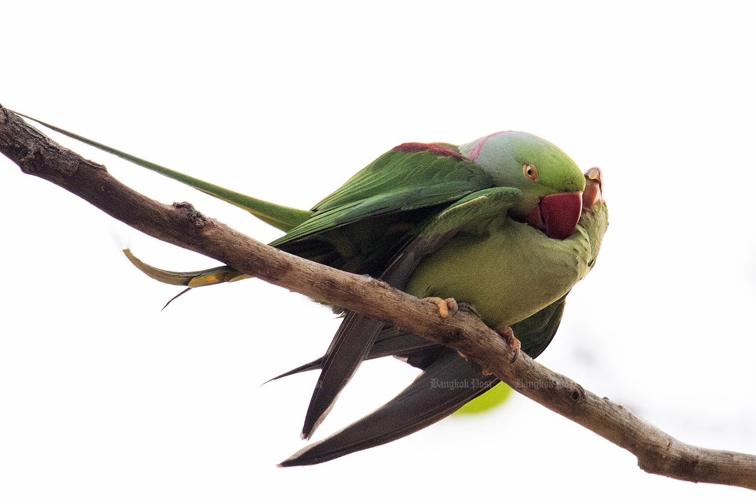 Local action protects critically endangered bird species