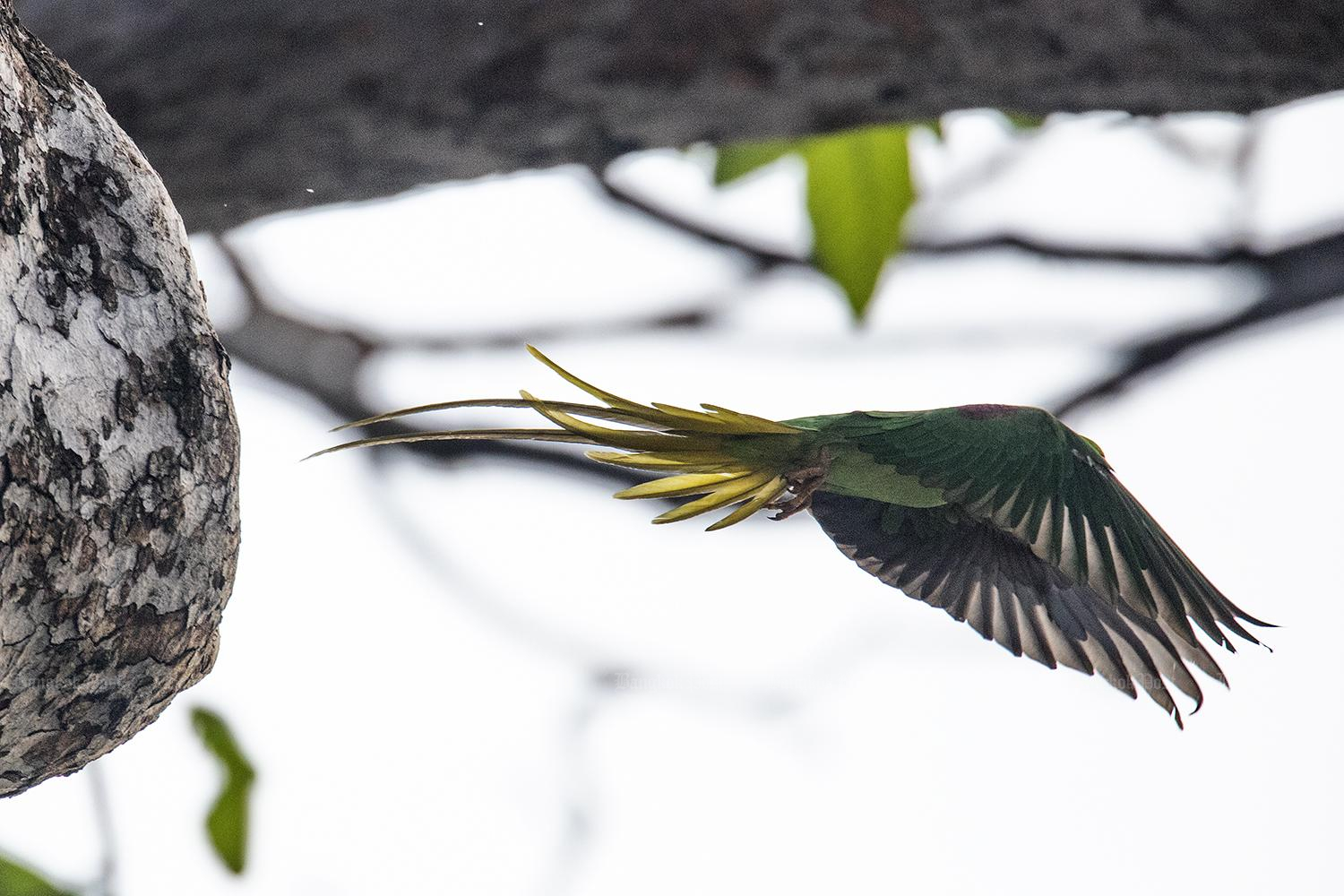 Local action protects critically endangered bird species