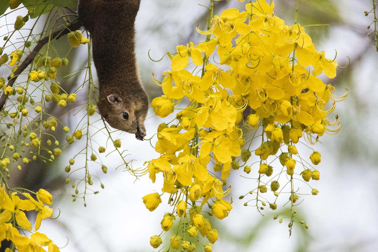 Local action protects critically endangered bird species