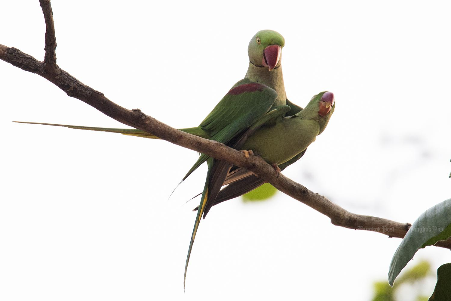 Local action protects critically endangered bird species