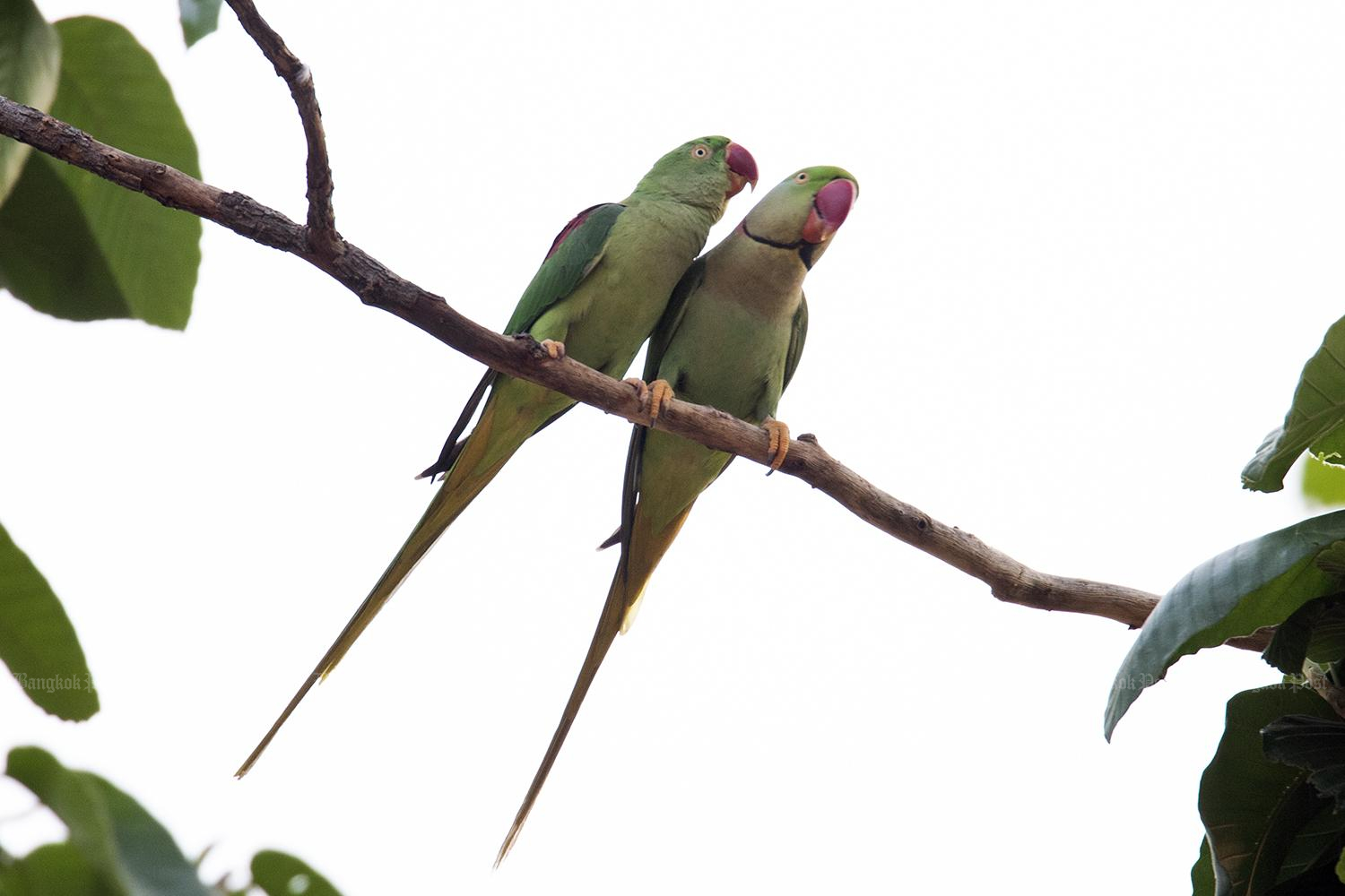 Local action protects critically endangered bird species