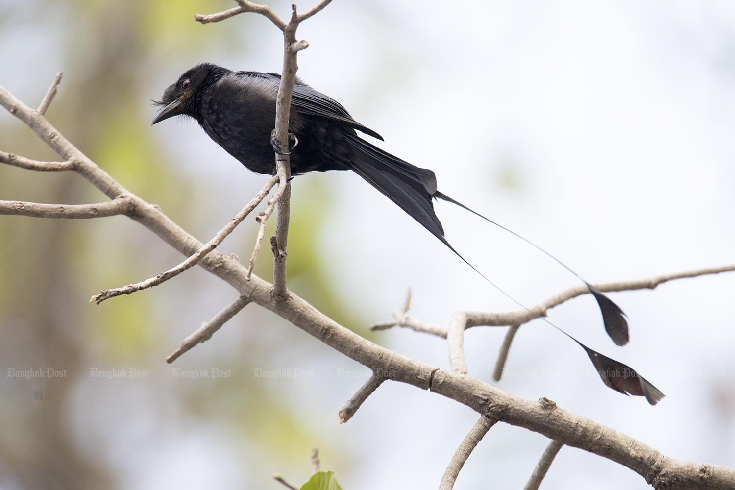 Local action protects critically endangered bird species