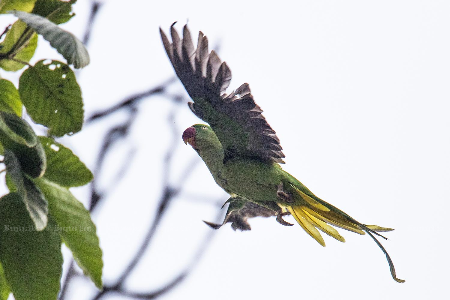 Local action protects critically endangered bird species