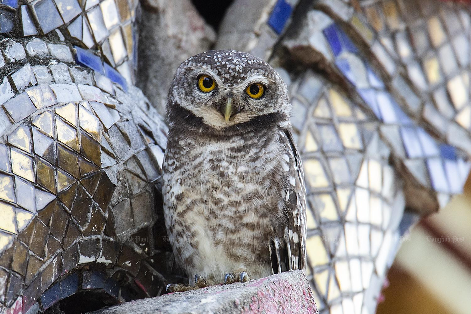 Local action protects critically endangered bird species