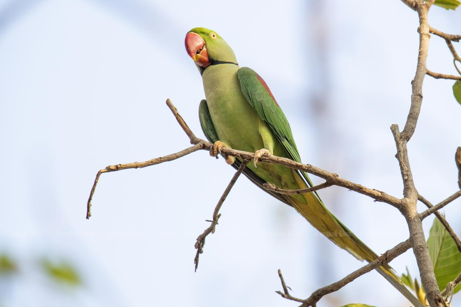 Local action protects critically endangered bird species