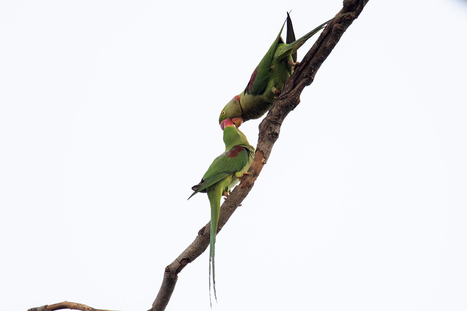 Local action protects critically endangered bird species